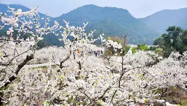 广州50个适合一日游的免费景点!附带交通指南